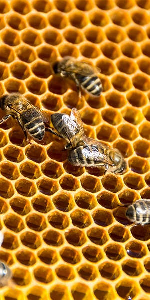 L'Asnoisien Miellerie des Combes - Abeilles sur des alvéoles