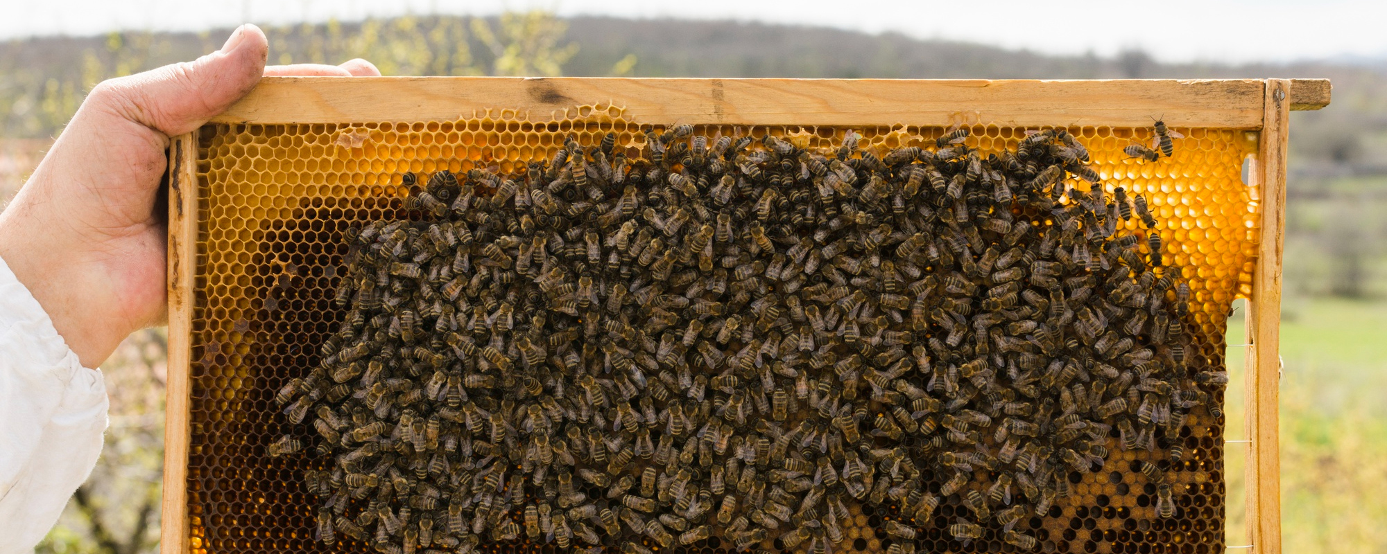 - asnoisien-exploitation-2