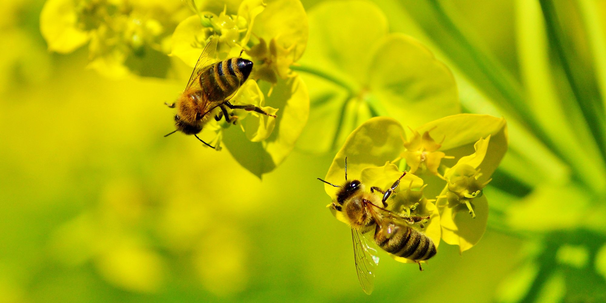 - asnoisien-miellerie-des-combes-1