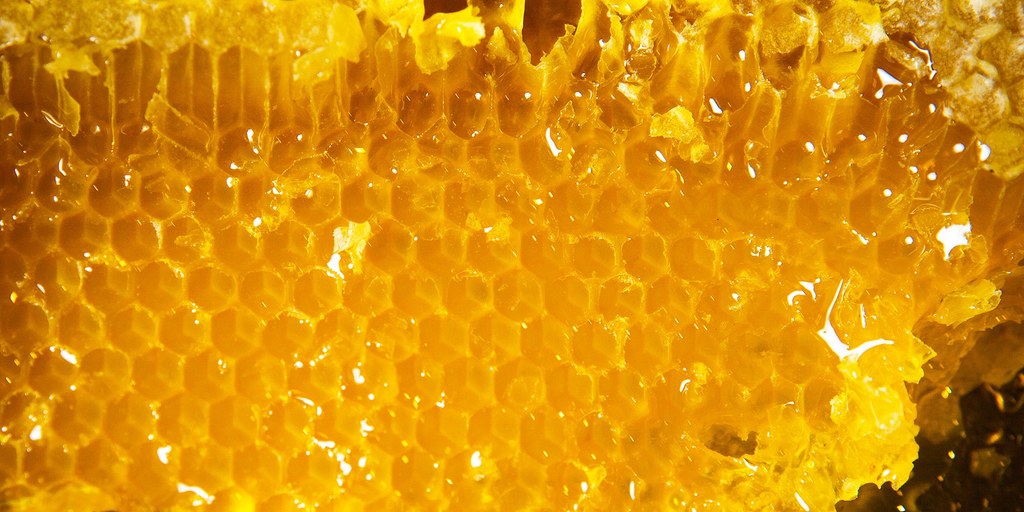 - asnoisien-miellerie-des-combes-2